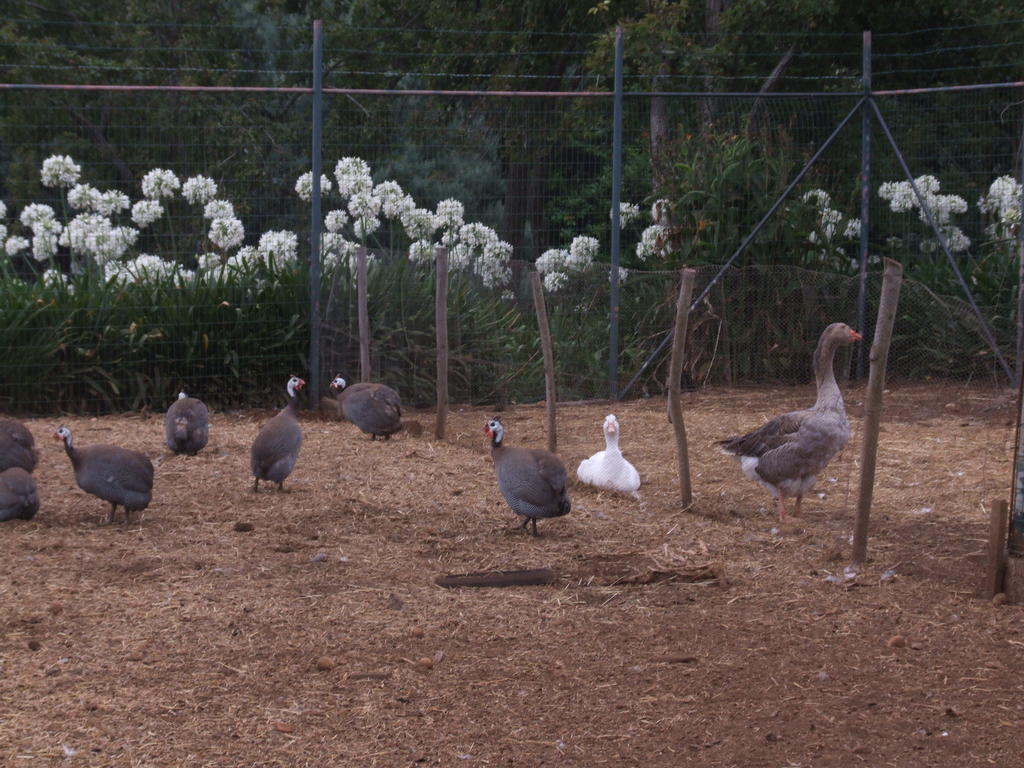 Quinta Das Faias カマシャ エクステリア 写真